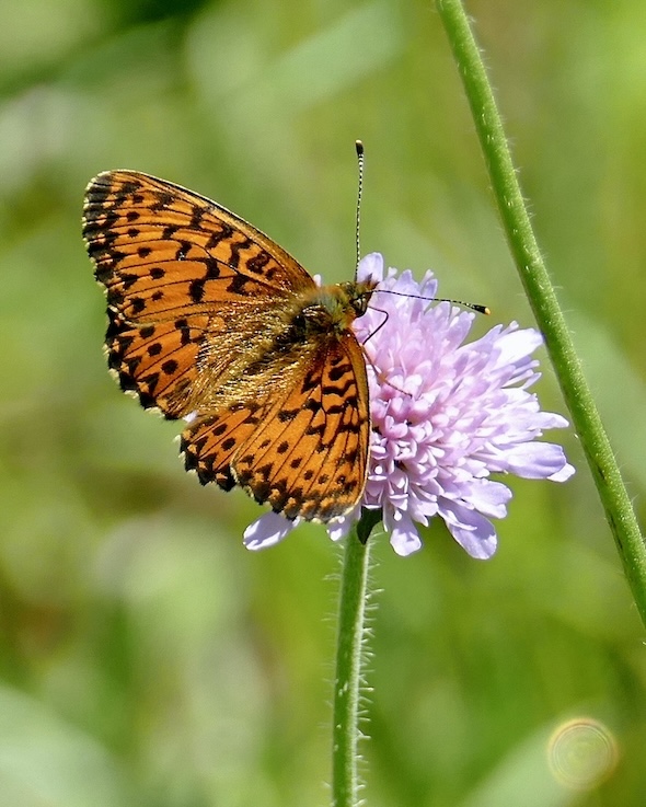 Titania's fritillary